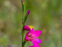 Prachtvolle Wilde Gladiole